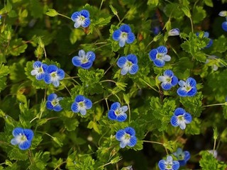 乡村寻芳记林傲天