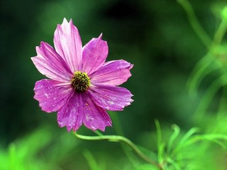 任兰芳的变装生涯